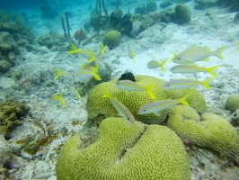 Yellowtail Snappers IMG 5501